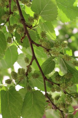 Üzüm demetinin yakınına.
