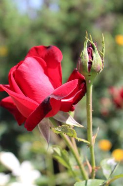 Bahçede kırmızı gül çiçeği