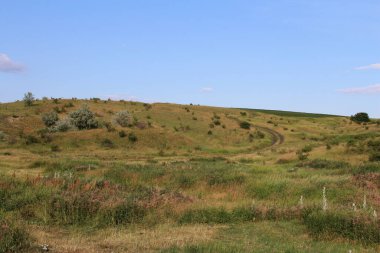 Buğday tarlası ve mavi gökyüzü olan güzel bir manzara.