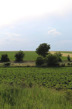 Ağaçları ve yeşil otları olan güzel bir manzara.