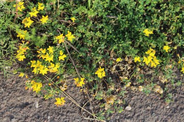 Bahçedeki güzel çiçekler