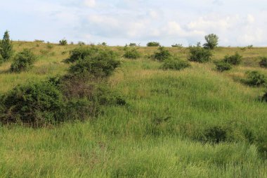 Yazın çayır ve yeşil çimlerle kaplı bir arazi.