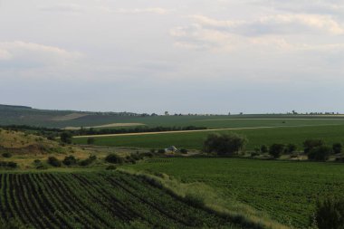 Buğday tarlası ve mavi gökyüzü olan güzel bir manzara.