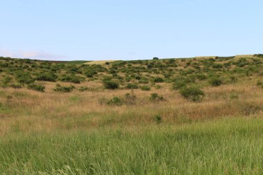 Bozkır manzarası, kadife çimenler, çölün yaz günü..