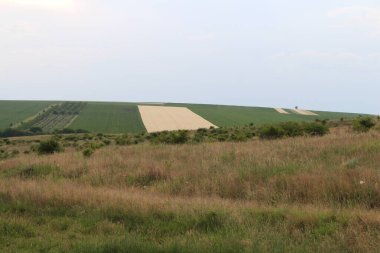 yeşil tarla ve mavi gökyüzü