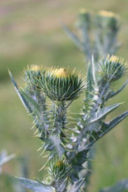 Güzel botanik fotoğrafı, doğal duvar kağıdı.