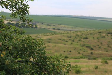 Ağaçlı ve bulutlu yeşil tarla, yaz günü, manzara