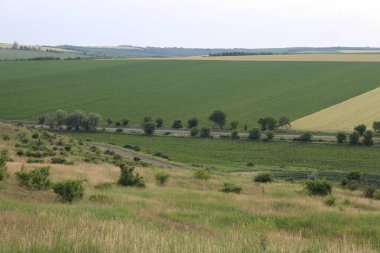 Yeşil tarlası ve mavi gökyüzü olan güzel bir yaz manzarası.