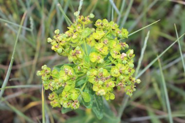 Yaklaş - Bahçedeki güzel yeşil çiçeğe.
