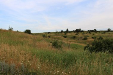 Yazın bozkırın manzarası