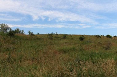 Güzel yeşil çayır yaz gününde