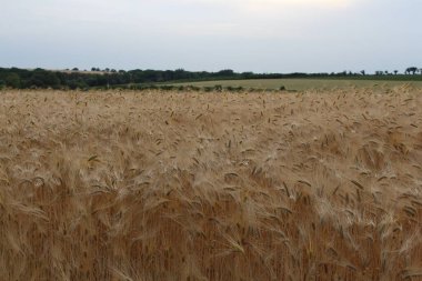 Kırsalda altın buğday tarlası
