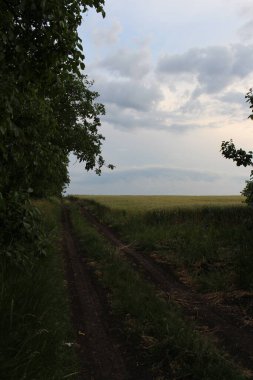 Kırsal kesimde bir tarla manzarası