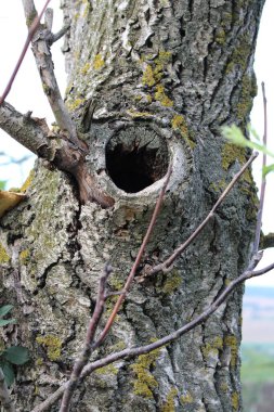 Ağaç çok güzel ve güzel..