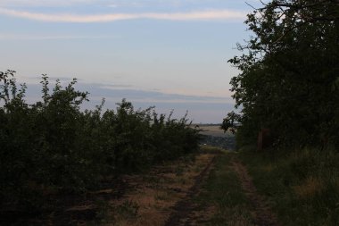 Akşam ışığında elma ağacı