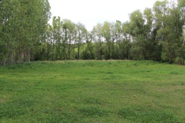 yeşil çim alan Park