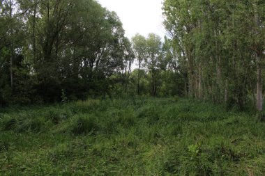 ormandaki yeşil çimen