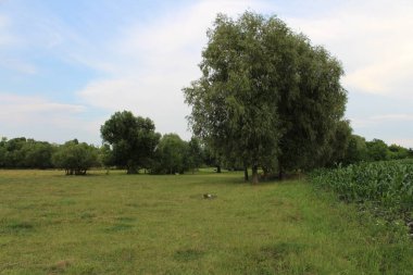 Doğanın güzel manzarası