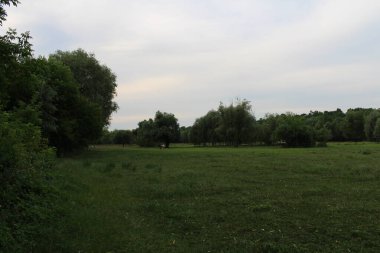 Ormanda ve nehirde yaz akşamı manzarası