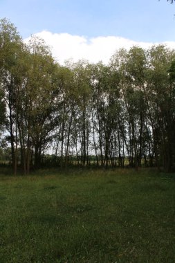 Ormanda yeşil ağaçlar