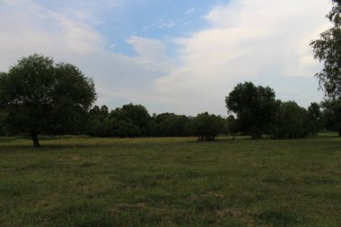 Ağaçları ve yeşil otları olan güzel bir manzara.