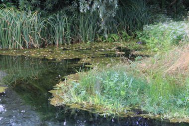Ormandaki nehrin güzel manzarası