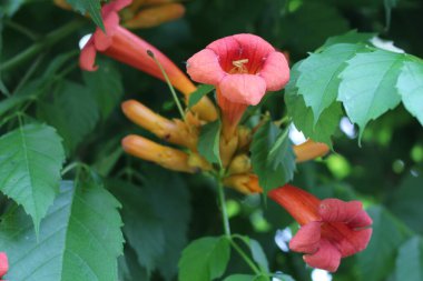 Güzel çiçekler, çiçek konsepti