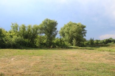 Ağaçlı ve yeşil çimenli güzel bir manzara.