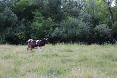 Yeşil çayırlarda otlayan inekler, otlayan inekler.