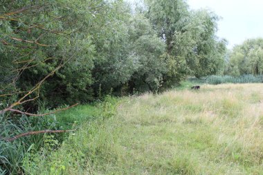 Bir nehir ve küçük bir köyle yaz manzarası