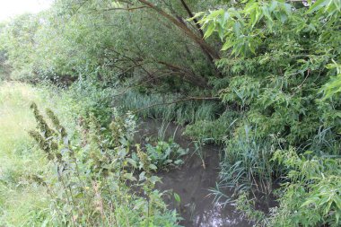 Ormanda yeşil çimenler