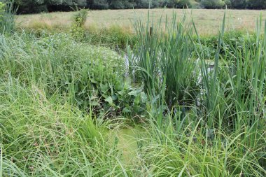 İtalyan tarlasında küçük bir nehir..