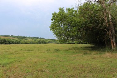 Büyük yeşil çimenleri ve ağaçlarıyla yaz manzarasında büyük bir tarla..