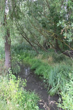 Ormandaki nehrin güzel manzarası