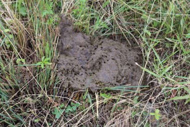 Tarlada çimlerde kahverengi inek