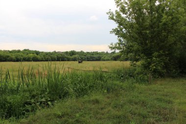 Büyük bir ot tarlası.