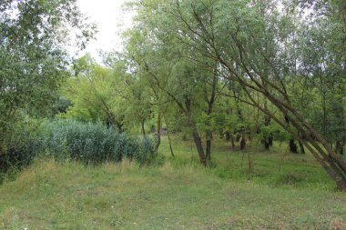 Orman parkın içinde.