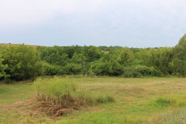 Ağaçlarla dolu bir tarlası ve bulutlu bir gökyüzü olan güzel bir manzara.