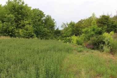 Köydeki ormana giden yol.