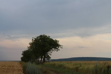 Tarlada güzel bir gün batımı