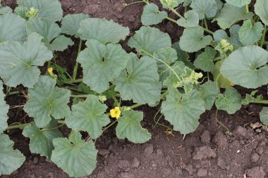 Bahçede yetişen yeşil kabak