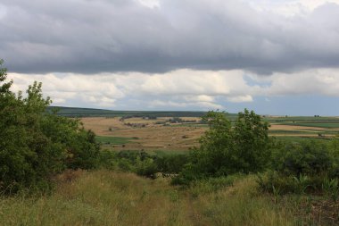Mavi bulutlu gökyüzünün altında çimen ve ağaçlardan oluşan güzel bir manzara