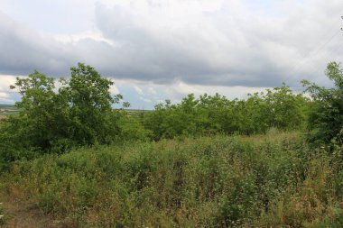 Yeşil çimenli ve ağaçlı manzara.