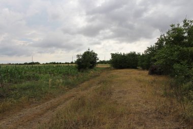Kırsal yol çalıların arasında..