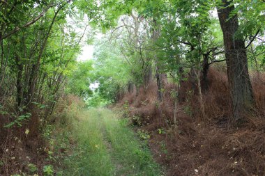 Yaz günü yeşil ormanda