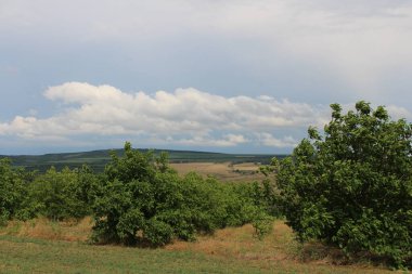 Yaz manzarası, yeşil çayır, bulutlar ve mavi gökyüzü.