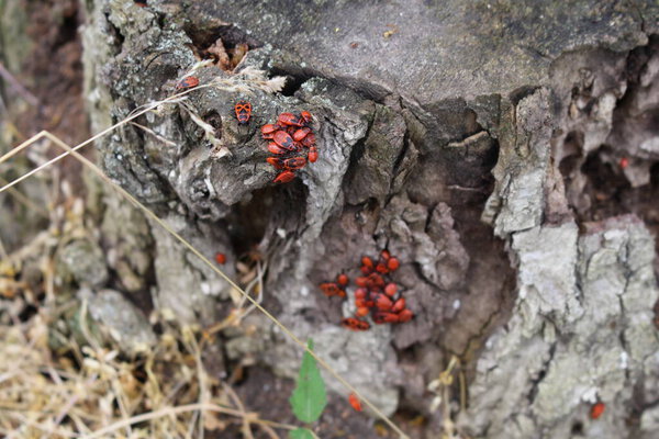 красные жучки в старом дубе