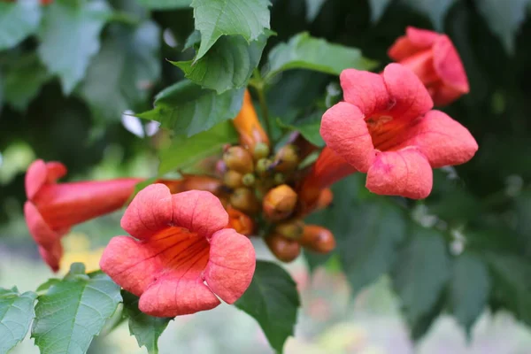 stock image red berries of a tree