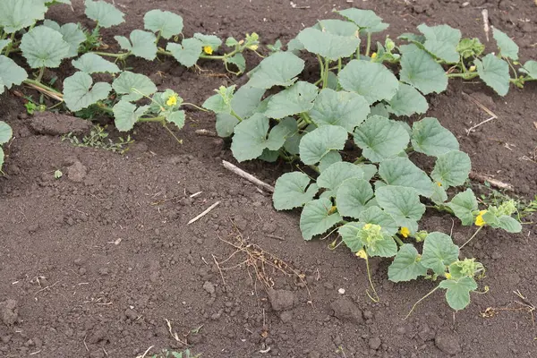 stock image young cabbage plants in the garden