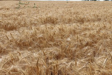 Yazın olgunlaşmış buğday tarlası